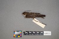 Chaetura pelagica image