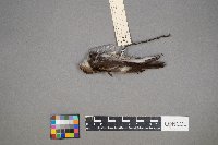 Chaetura pelagica image