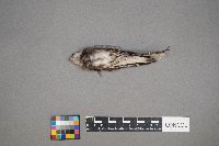 Chaetura pelagica image