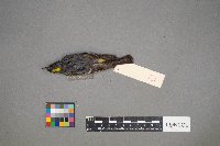 Setophaga coronata image