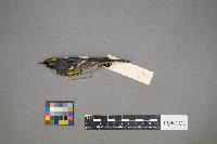 Setophaga coronata image