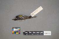 Setophaga coronata image