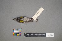 Setophaga coronata image