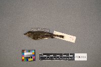 Vireo gilvus image