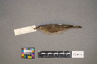 Vireo olivaceus image