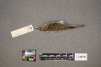 Vireo olivaceus image