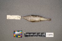 Vireo olivaceus image