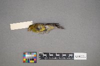 Spinus tristis image