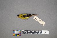 Spinus tristis image