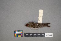 Acanthis flammea image