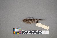 Acanthis flammea image