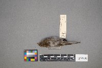 Acanthis flammea image