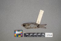 Acanthis flammea image