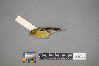 Spinus tristis image