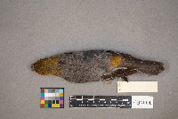 Pinicola enucleator image