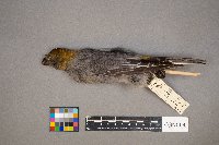 Pinicola enucleator image