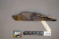 Pinicola enucleator image