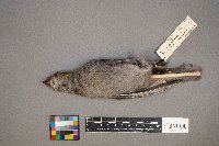 Pinicola enucleator image