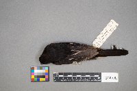 Pipilo erythrophthalmus image