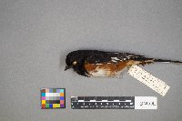 Pipilo erythrophthalmus image