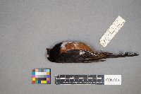 Pipilo erythrophthalmus image