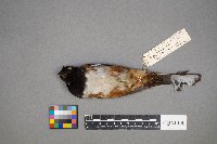 Pipilo erythrophthalmus image