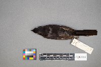 Pipilo erythrophthalmus image