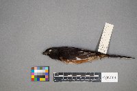 Pipilo erythrophthalmus image