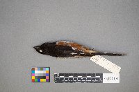 Pipilo erythrophthalmus image