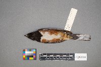 Pipilo erythrophthalmus image