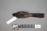 Pipilo erythrophthalmus image