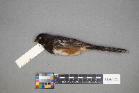 Pipilo erythrophthalmus image