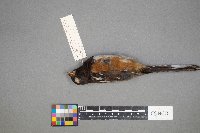 Pipilo erythrophthalmus image