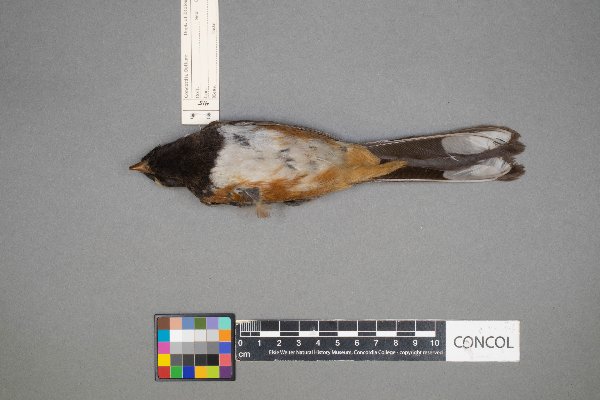 Pipilo erythrophthalmus image