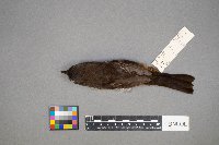 Pipilo erythrophthalmus image