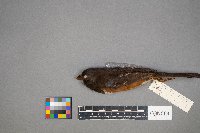 Pipilo erythrophthalmus image