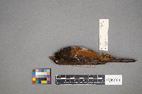 Pipilo erythrophthalmus image