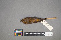 Loxia curvirostra image