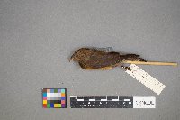 Loxia curvirostra image