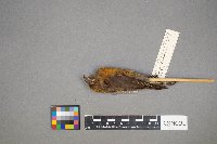 Loxia curvirostra image