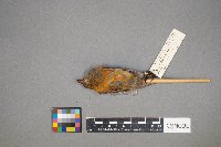 Loxia curvirostra image