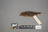 Loxia curvirostra image