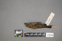 Loxia curvirostra image