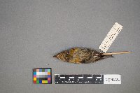 Loxia curvirostra image