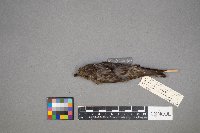 Loxia curvirostra image