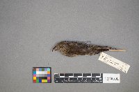 Loxia curvirostra image