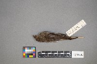 Loxia curvirostra image