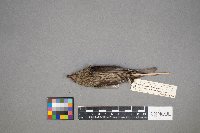 Loxia curvirostra image