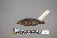 Loxia curvirostra image