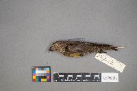 Loxia curvirostra image